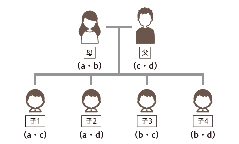 図1 親子間のDNA型の遺伝子形式(常染色体)